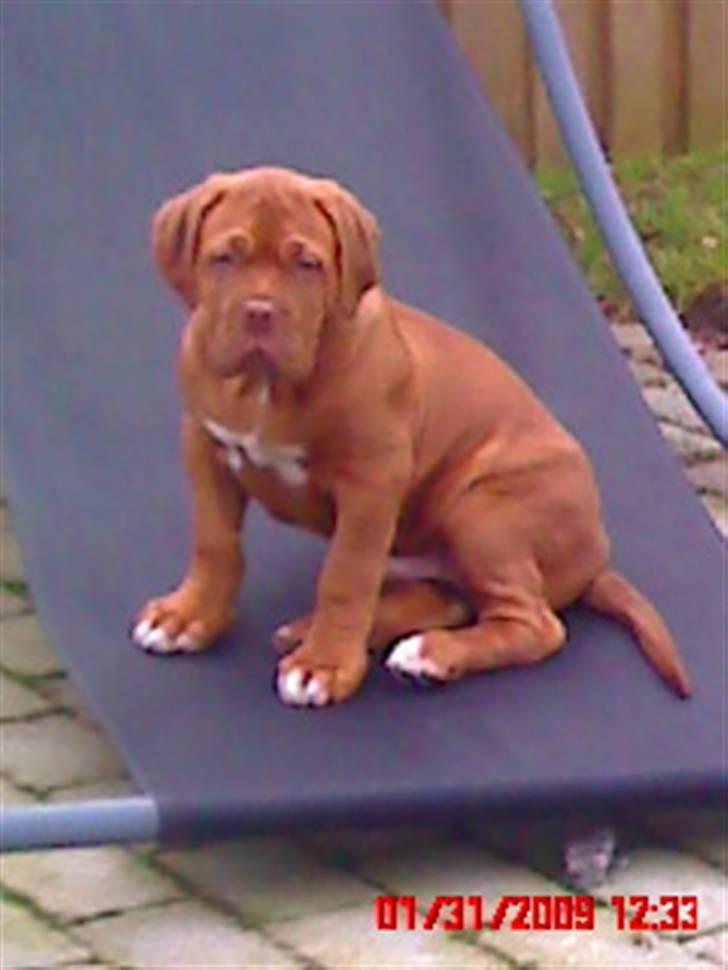 Dogue de bordeaux Turner. - Turner i sin stol. billede 4
