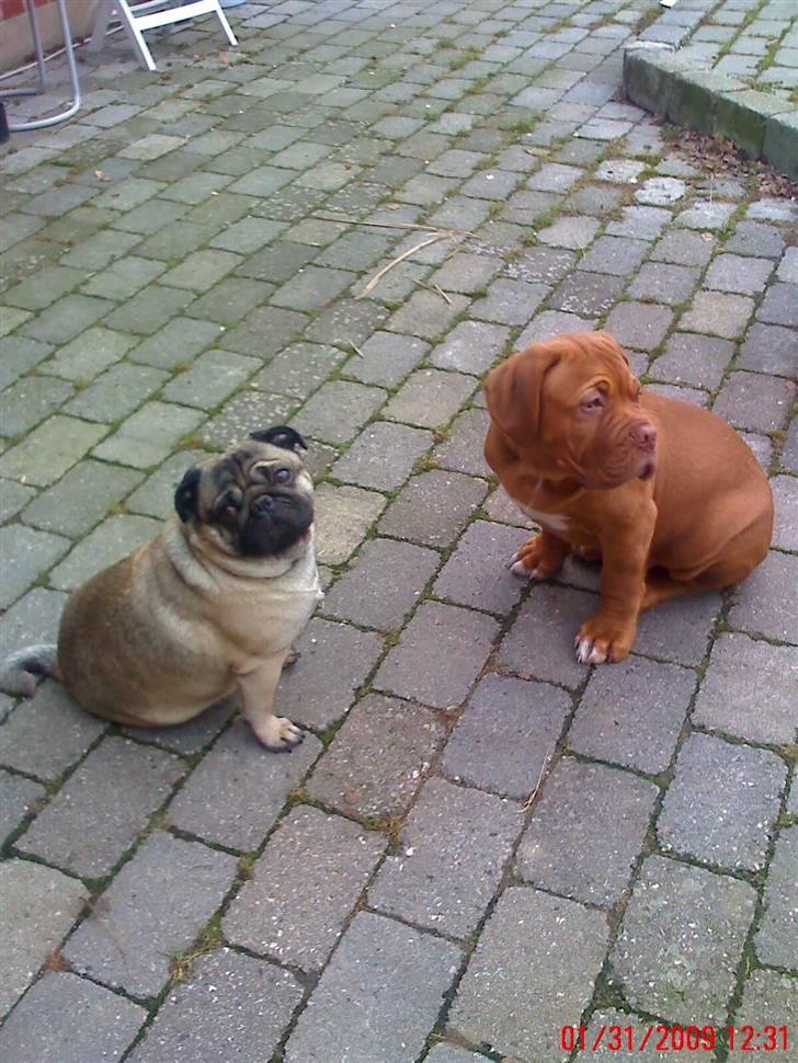 Dogue de bordeaux Turner. - Bernard og Turner i haven. billede 5