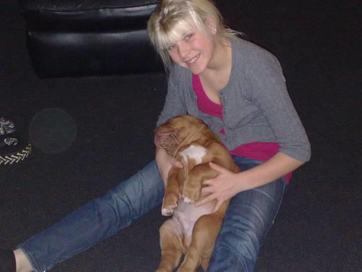 Dogue de bordeaux Turner. - Turner 8 uger sammen med jennifer. billede 6
