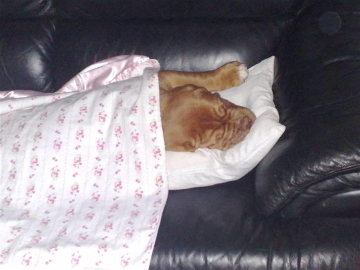 Dogue de bordeaux Turner. - Turner der sover. billede 7
