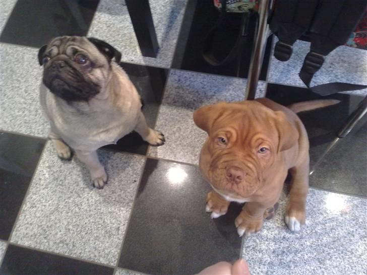 Dogue de bordeaux Turner. - Turner og Bernard der venter på mad. billede 8