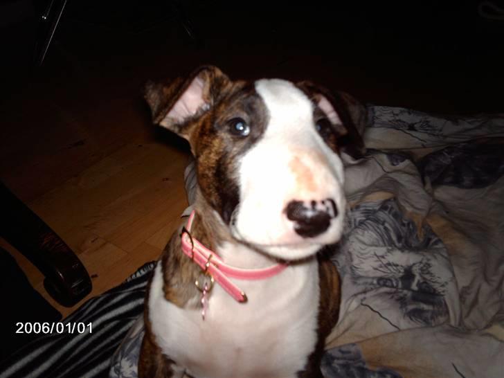 Bullterrier coco - coco næææsten 9 uger :) billede 1