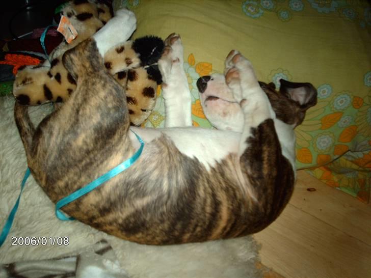 Bullterrier coco billede 2