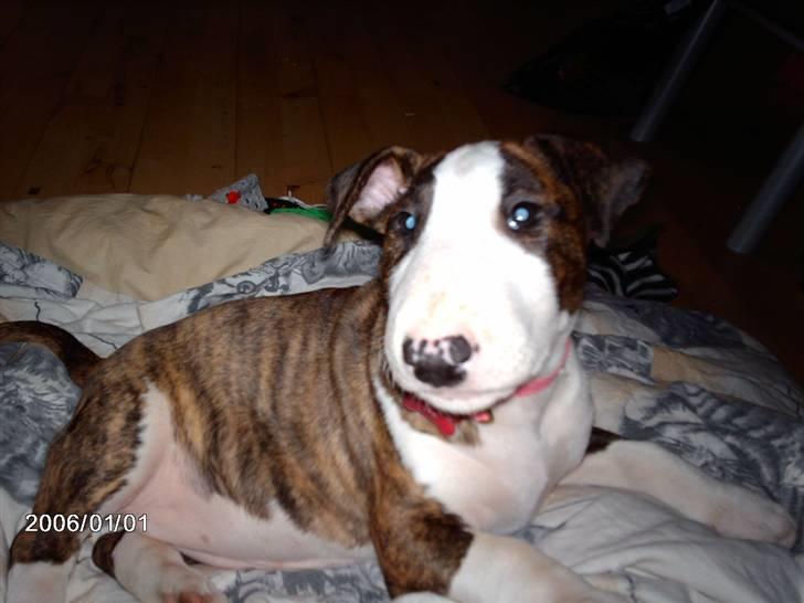 Bullterrier coco - coco 8 uger billede 3