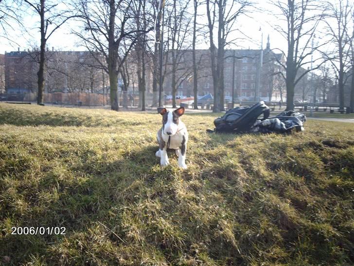 Bullterrier coco billede 4