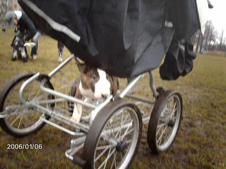 Bullterrier coco billede 5