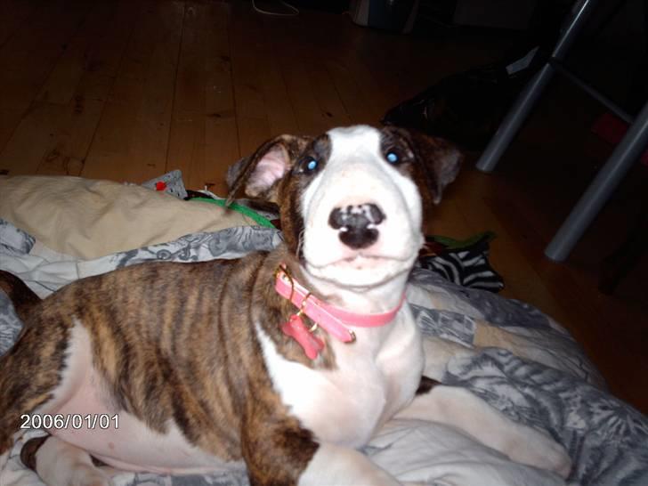 Bullterrier coco billede 6