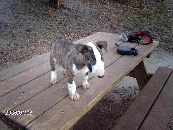 Bullterrier coco billede 7