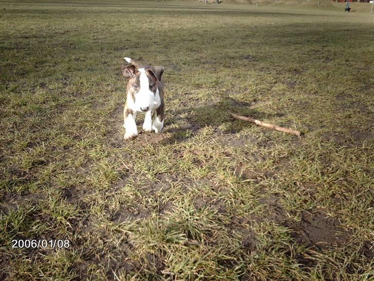 Bullterrier coco - coco 8 uger billede 8