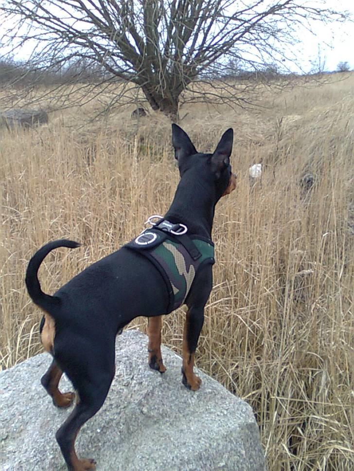 Dvaergpinscher Aladin billede 12