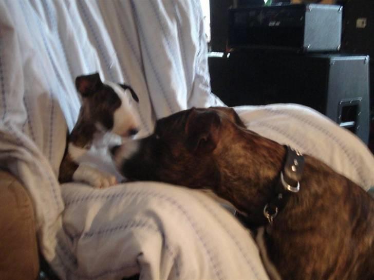 Bullterrier coco billede 9