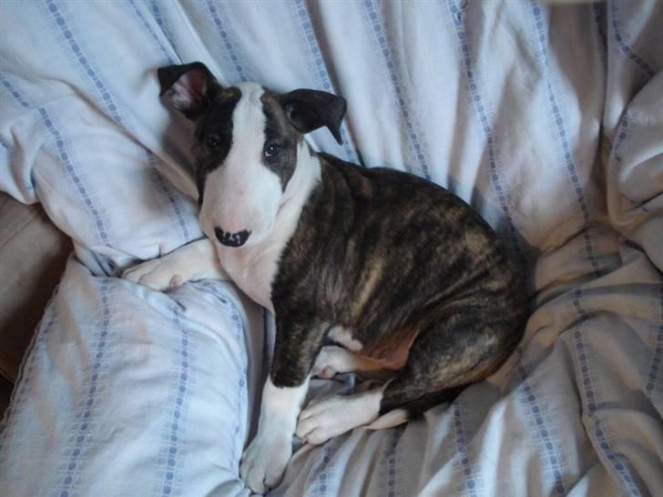 Bullterrier coco billede 10