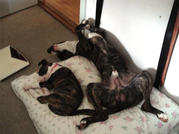 Bullterrier coco billede 11