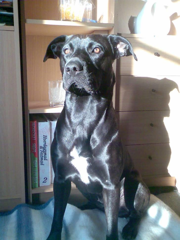 Blanding af racer Sponsi billede 2