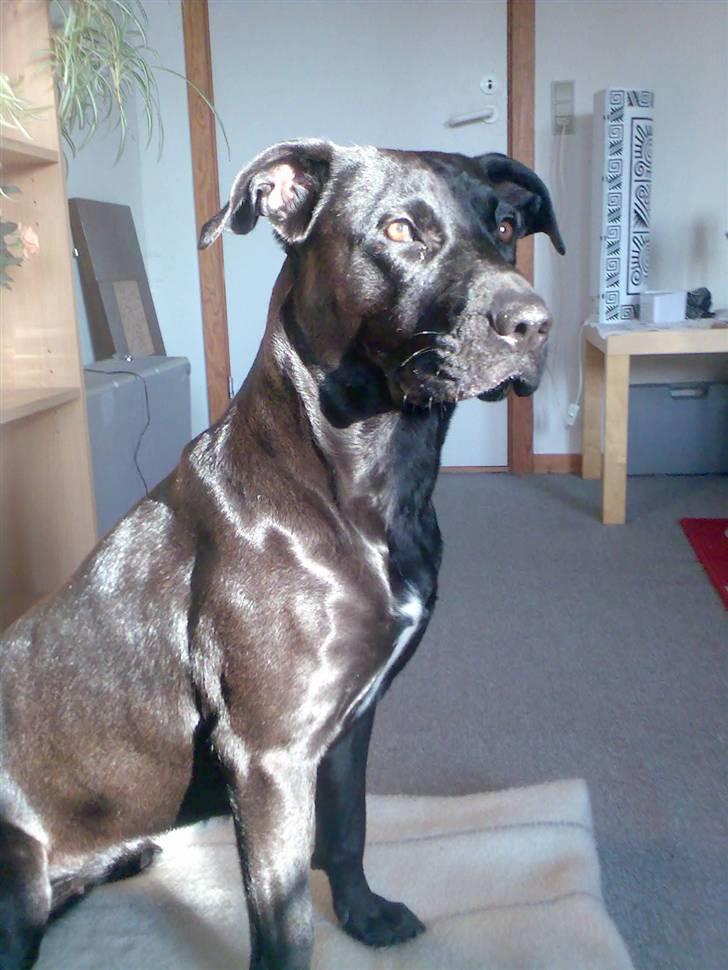 Blanding af racer Sponsi billede 3