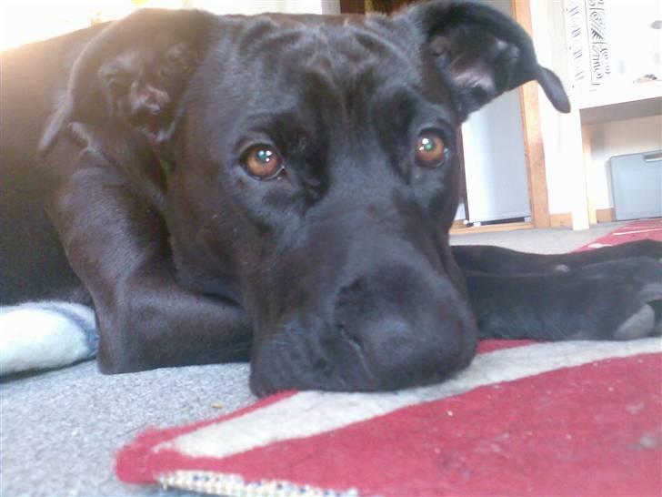 Blanding af racer Sponsi billede 4