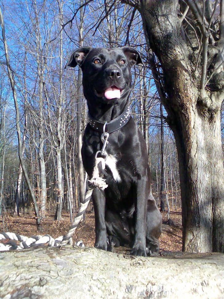 Blanding af racer Sponsi billede 5