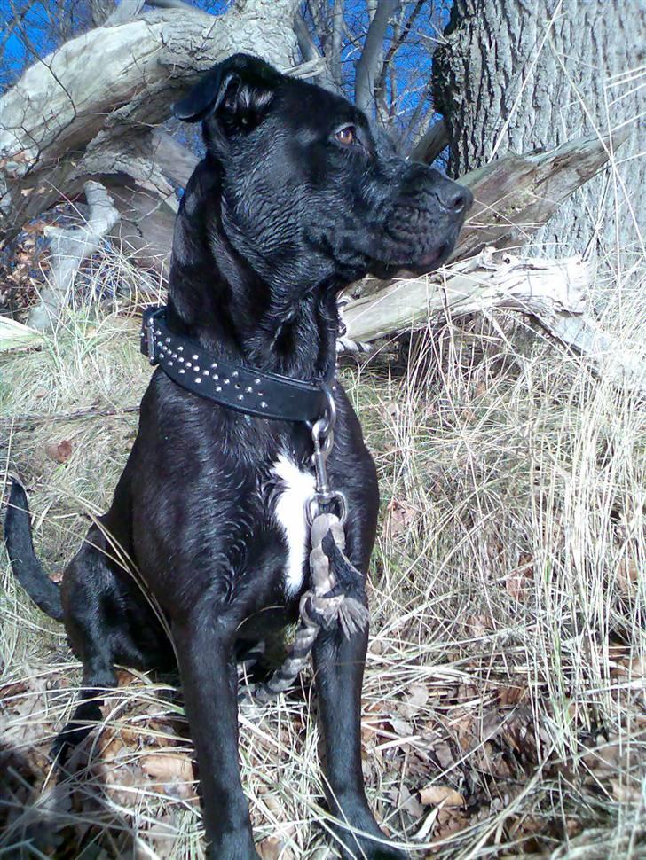 Blanding af racer Sponsi billede 6