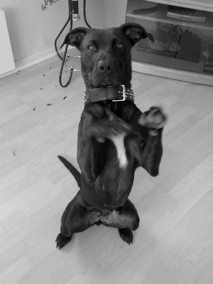 Blanding af racer Sponsi billede 7