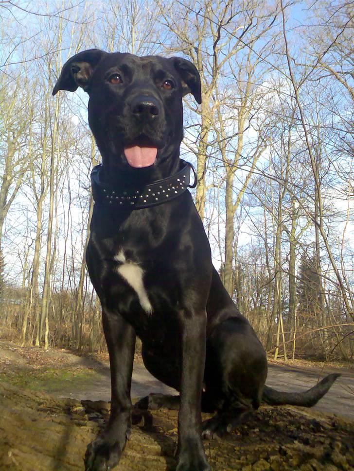 Blanding af racer Sponsi billede 8