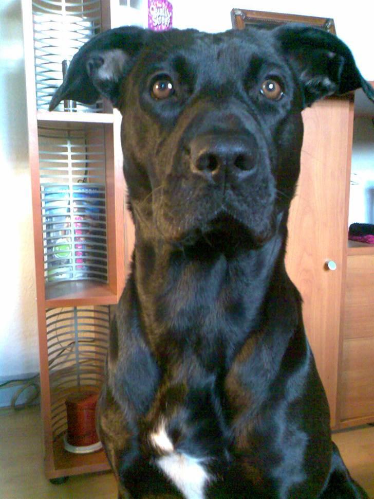 Blanding af racer Sponsi billede 9