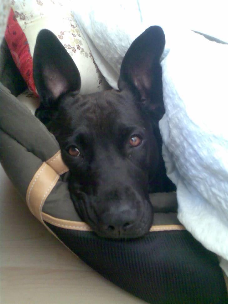 Blanding af racer Sponsi billede 10