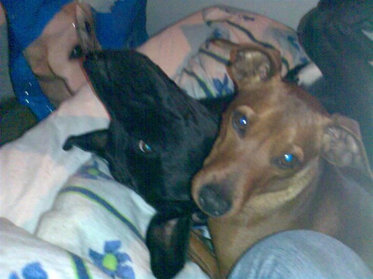 Blanding af racer Sponsi billede 11