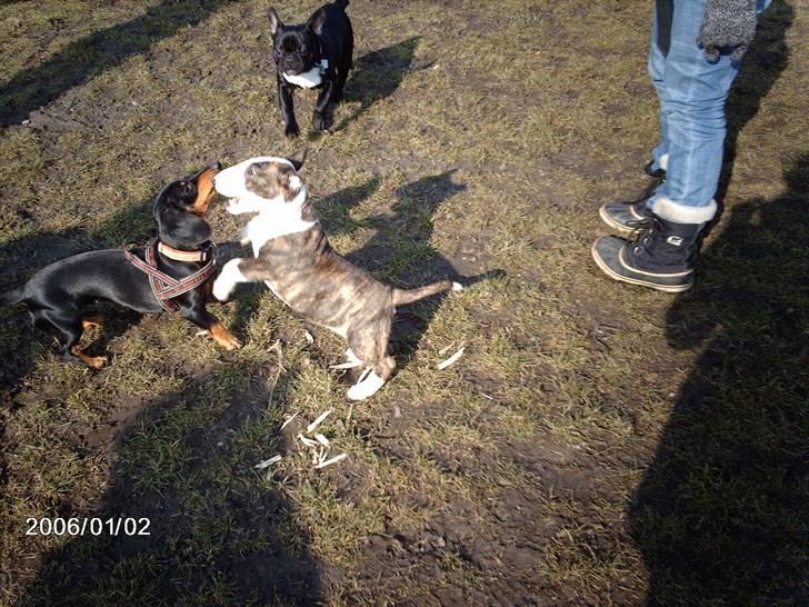 Bullterrier coco billede 12