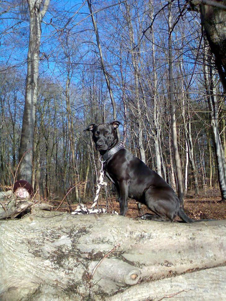 Blanding af racer Sponsi billede 12