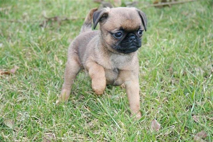 Blanding af racer Oda billede 1