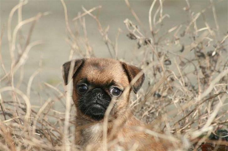 Blanding af racer Oda billede 2