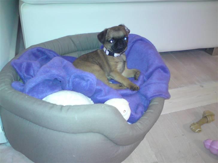 Blanding af racer Oda billede 3