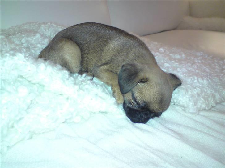 Blanding af racer Oda - Men sofaen er bedre! billede 4