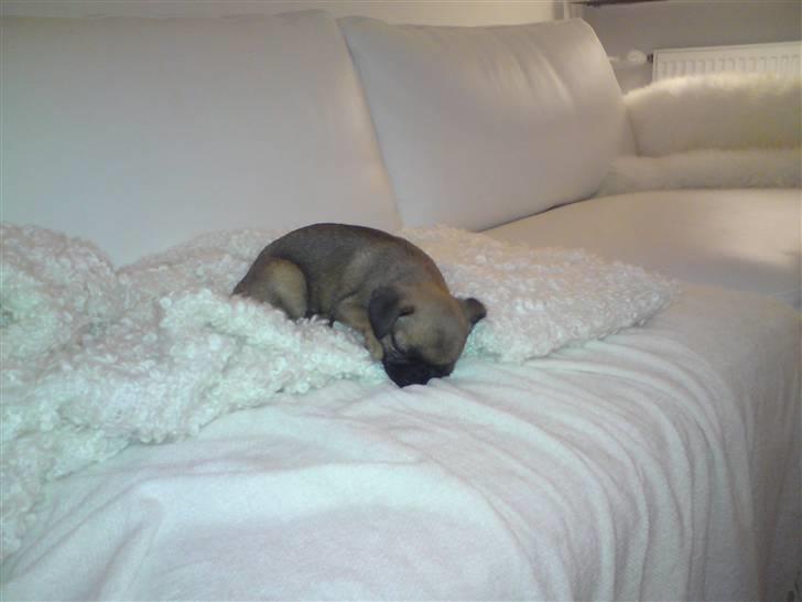 Blanding af racer Oda - En STOR sofa til en lille hund billede 5