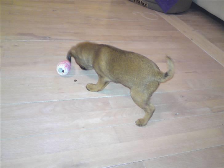 Blanding af racer Oda - Forsigtigt undersøger man nyt legetøj billede 6