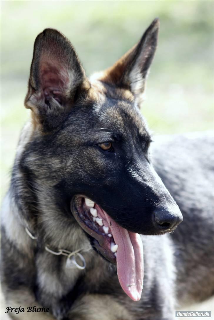 Schæferhund Nala - 1. dag vi har Nala hjemme. På dette billed er hun 11 uger gammel. billede 1