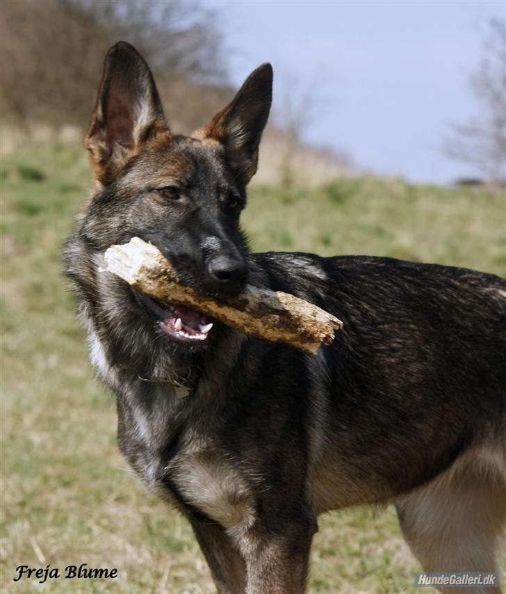 Schæferhund Nala billede 2