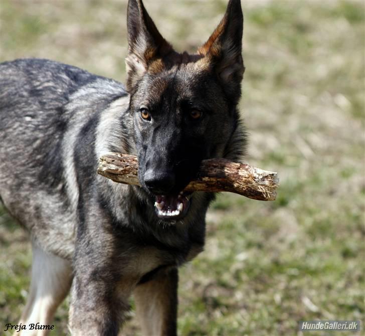 Schæferhund Nala billede 3