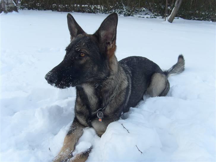 Schæferhund Nala billede 4