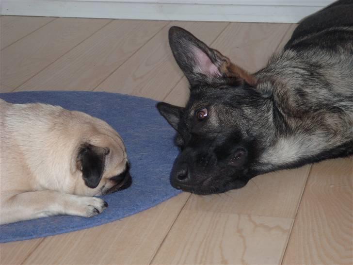 Schæferhund Nala - Nala´s corner - hun elsker at ligge ude ved vores sko og helst ovenpå dem.  billede 5