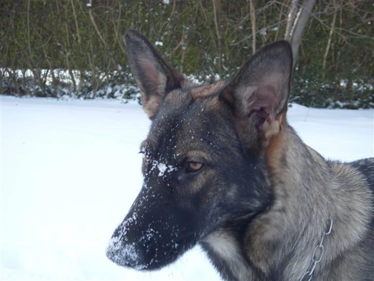 Schæferhund Nala - Nala har endnu ikke opdaget at hun er lidt for stor til at ligge i Lola´s kurv. billede 6