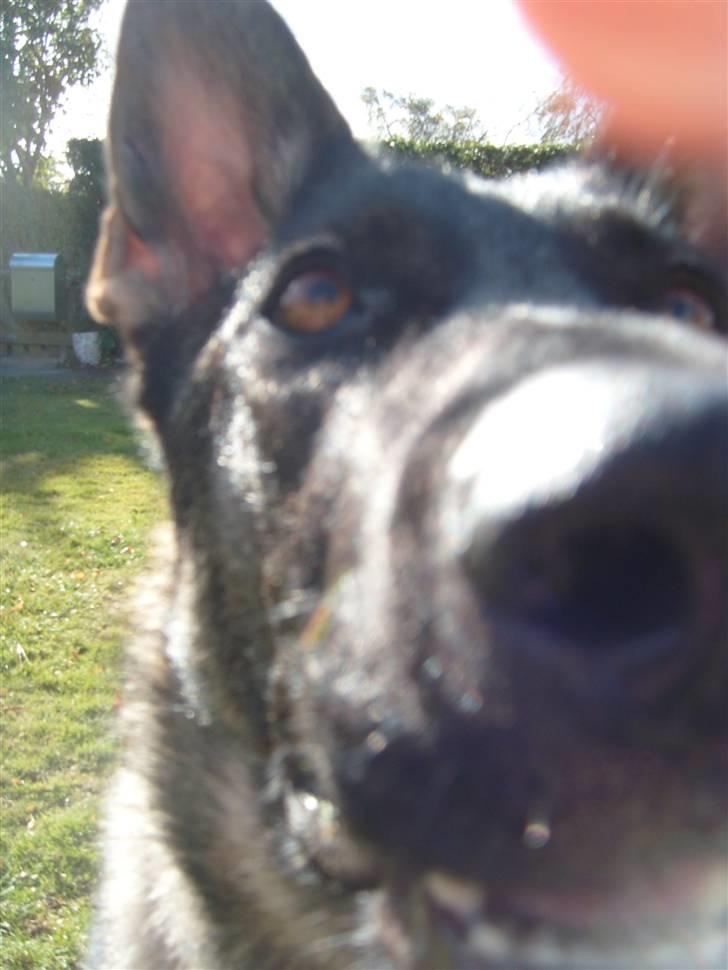 Schæferhund Nala billede 7