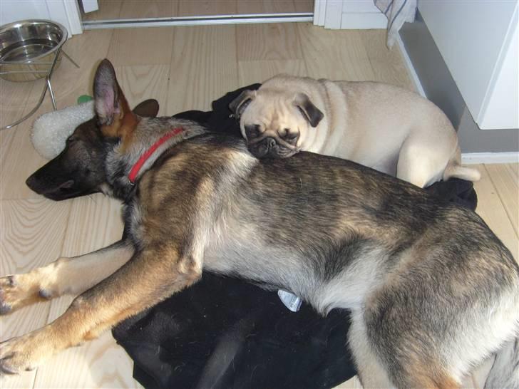 Schæferhund Nala - Nala og hendes storesøster Lola får sig lige en lille lur sammen billede 8