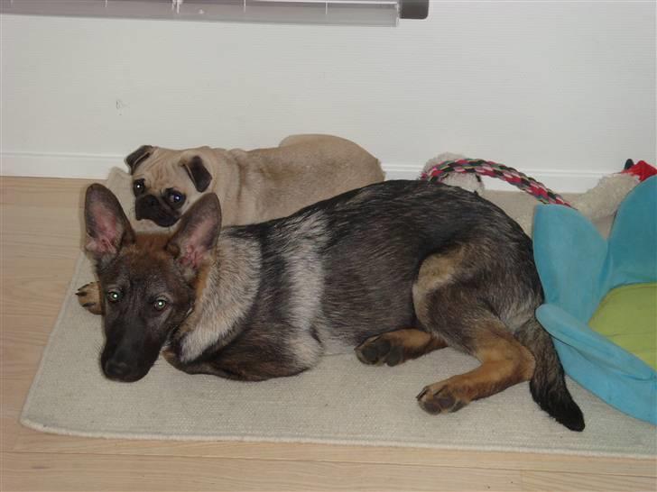 Schæferhund Nala billede 9