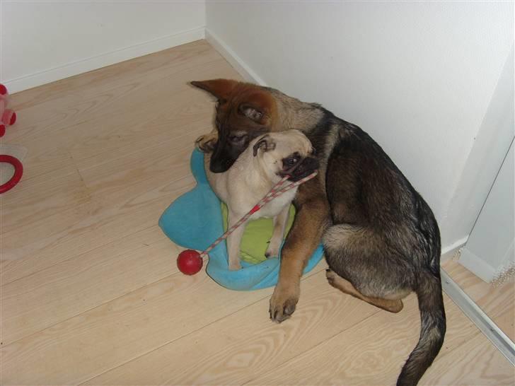 Schæferhund Nala billede 10