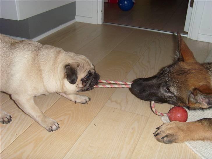 Schæferhund Nala billede 11