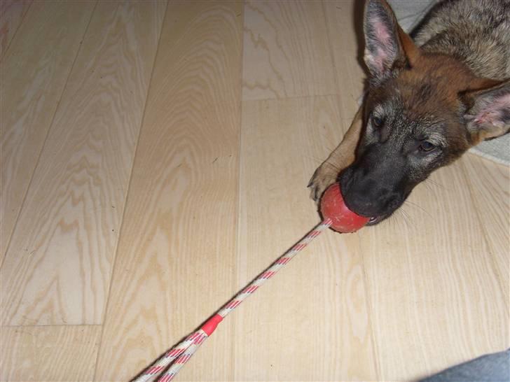 Schæferhund Nala - Nala elsker trækkeleg med sin søster. billede 12