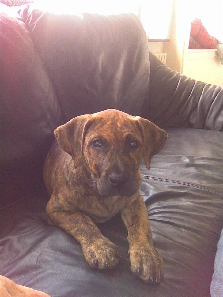 Dogo canario Kali - kali hvor hun er lille billede 4