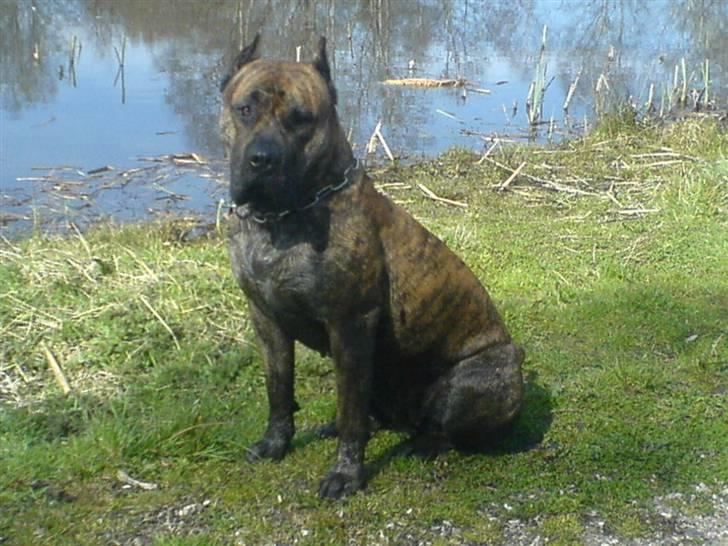 Dogo canario Kali - kali´s mor freja "DANMARK´S dejligste og smukkest dogo billede 5