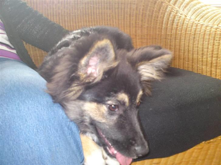 Islandsk fårehund Fenja    billede 18